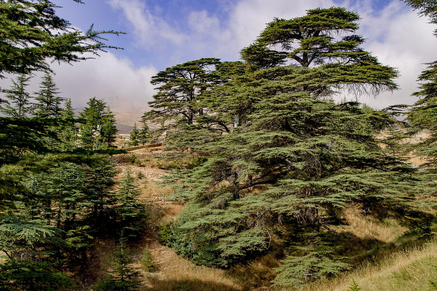 Infrared Sauna Wood Choices: Cedar, Hemlock, Basswood And More